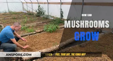 Unveiling the Fascinating Process of How Mushrooms Grow Naturally