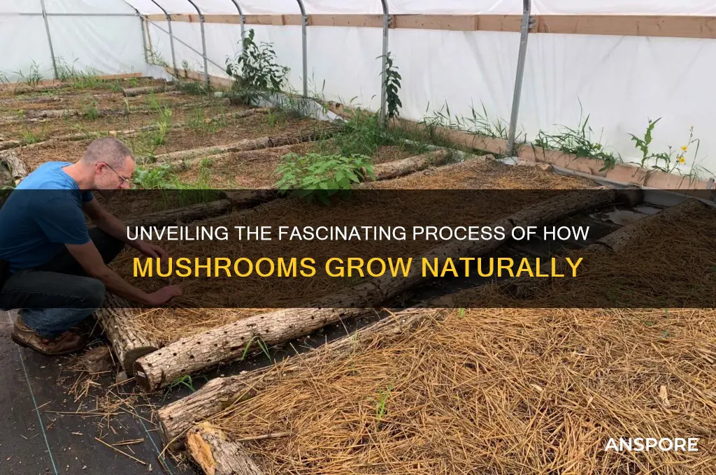 how can mushrooms grow