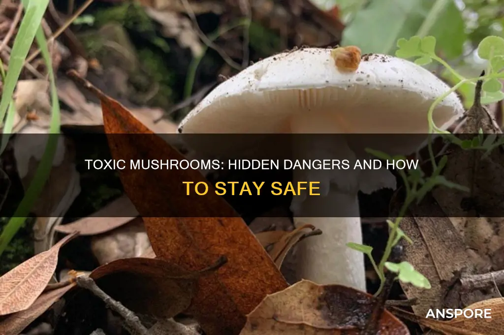 how can mushrooms hurt you