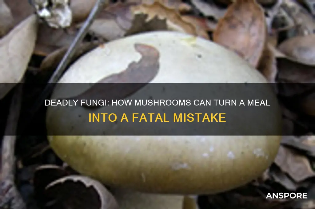 how can mushrooms kill you