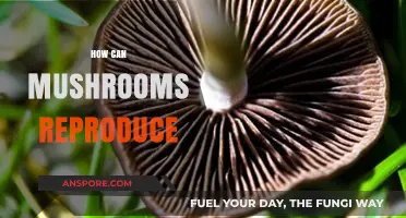 Exploring Mushroom Reproduction: Methods, Spores, and Life Cycles Revealed