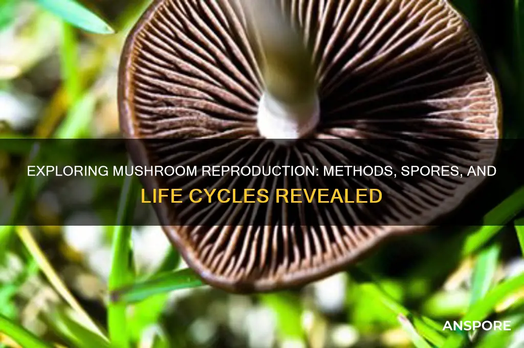how can mushrooms reproduce