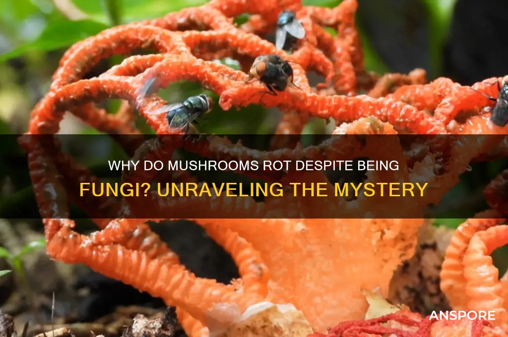 how can mushrooms rot when its a fungi