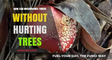 Mushrooms and Trees: A Symbiotic Relationship for Forest Health