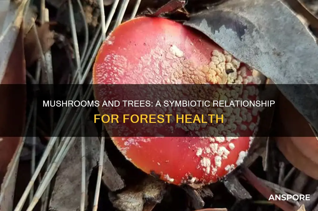 how can mushrooms thrive without hurting trees