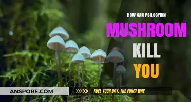 Deadly Risks: How Psilocybin Mushrooms Can Turn Fatal