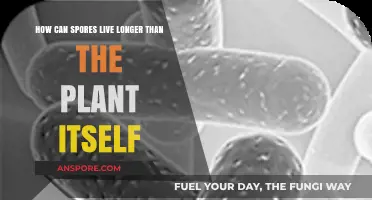 Why Spores Outlive Their Parent Plants: Unlocking Nature's Survival Secrets