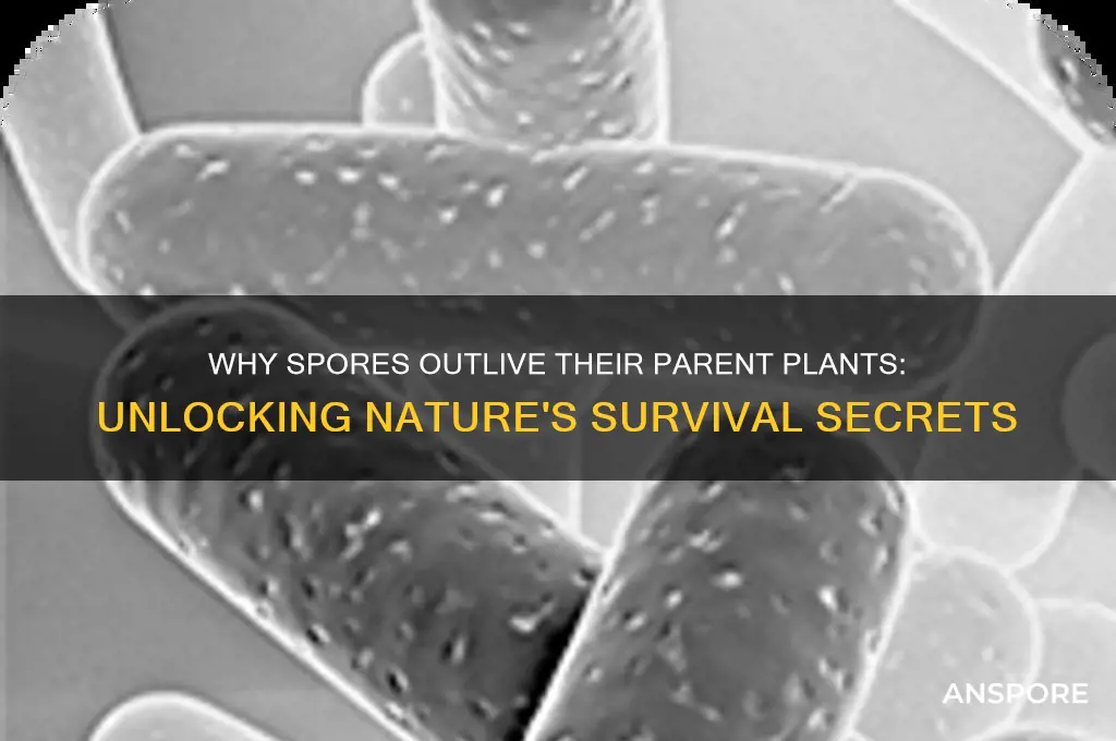 how can spores live longer than the plant itself