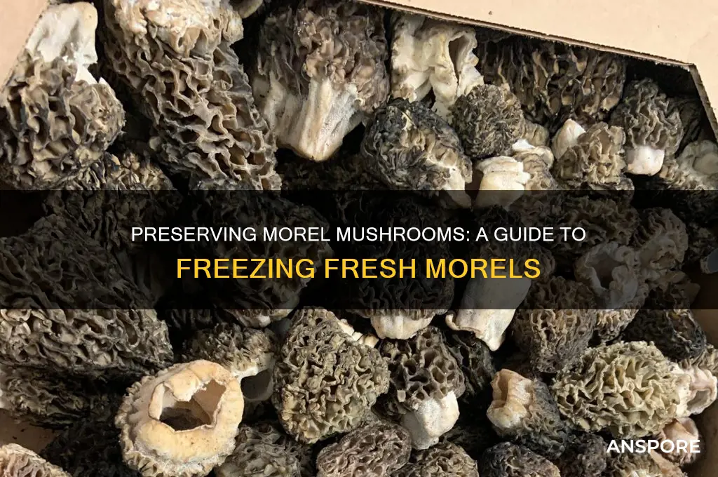 how can you freeze morel mushrooms