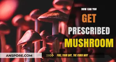 Unlocking Access: How to Get Prescribed Mushrooms for Therapeutic Use