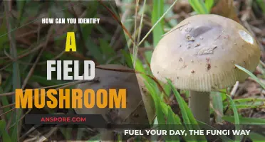 Spotting Field Mushrooms: Key Identification Tips for Foragers