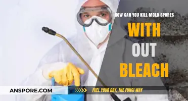 Effective Bleach-Free Methods to Eliminate Mold Spores Safely and Naturally