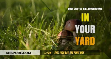 Effective Ways to Eliminate Unwanted Mushrooms in Your Yard