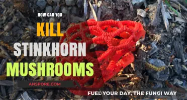 Effective Methods to Eradicate Stinkhorn Mushrooms from Your Garden