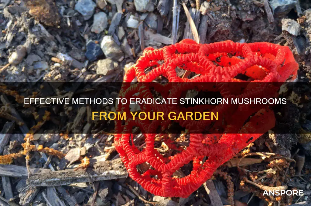 how can you kill stinkhorn mushrooms