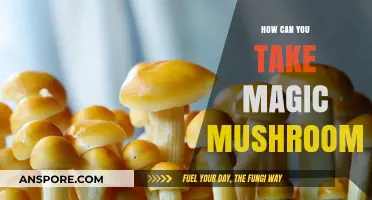 Exploring Magic Mushrooms: Safe Consumption Methods and Essential Guidelines