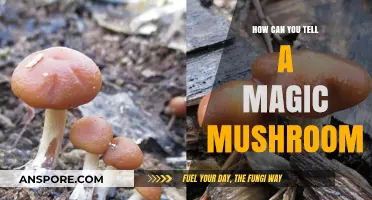 Identifying Magic Mushrooms: Key Traits and Safety Tips for Foragers