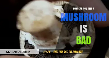 Identifying Spoiled Mushrooms: Key Signs of Bad Mushrooms to Avoid