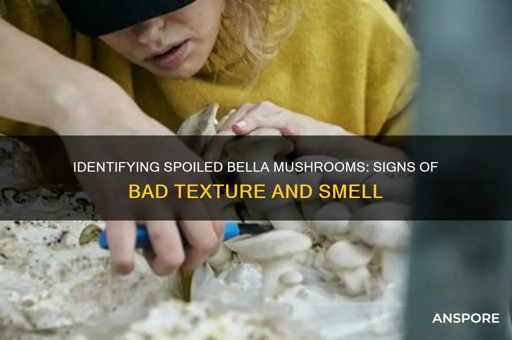 how can you tell bella mushrooms are bad