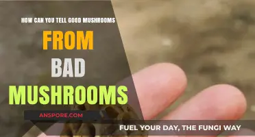 Identifying Edible Mushrooms: Key Tips to Spot Safe vs. Toxic Varieties