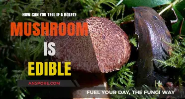 Identifying Edible Boletes: Key Features to Safely Forage Mushrooms