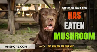 Signs Your Dog Ate Mushrooms: Symptoms and Immediate Actions