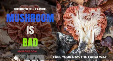 Identifying Spoiled Morel Mushrooms: Key Signs of Bad Morel Mushrooms