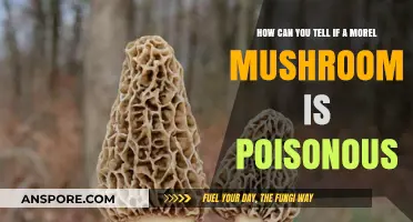 Identifying Poisonous Morel Mushrooms: Essential Tips for Safe Foraging