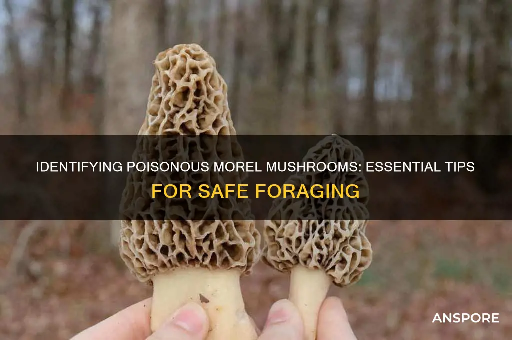 how can you tell if a morel mushroom is poisonous