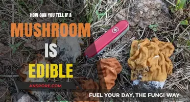Identifying Edible Mushrooms: Essential Tips for Safe Foraging Adventures