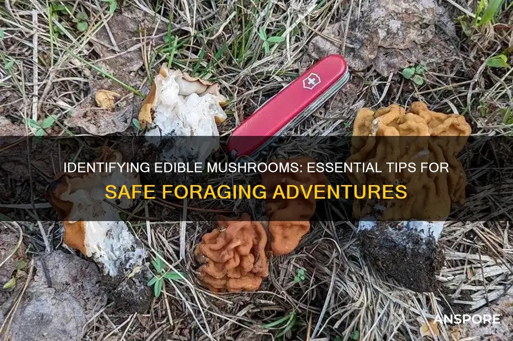 how can you tell if a mushroom is edible