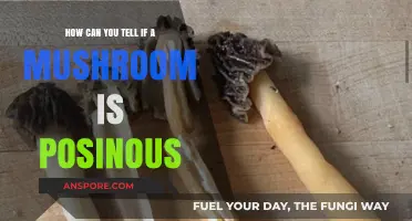 Identifying Poisonous Mushrooms: Essential Tips for Safe Foraging and Consumption