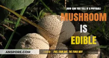 Identifying Edible Puffball Mushrooms: A Safe Foraging Guide