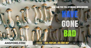 Identifying Spoiled Magic Mushrooms: Signs of Decay and Safety Tips