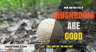 Identifying Fresh, Safe, and Delicious Mushrooms: A Comprehensive Guide