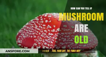 Identifying Aging Mushrooms: Key Signs of Old or Spoiled Fungi