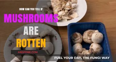 Identifying Rotten Mushrooms: Key Signs to Spot Spoilage Safely