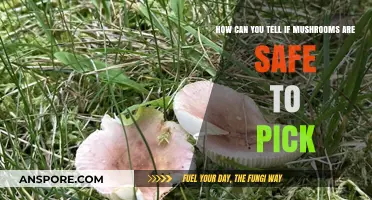 Identifying Safe Mushrooms: A Beginner's Guide to Foraging Confidently