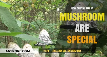 Identifying Special Mushrooms: Key Traits and Safety Tips for Foragers