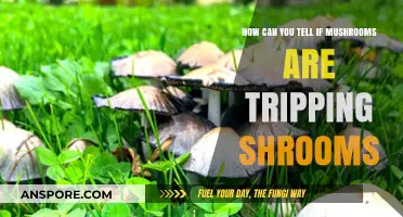 Identifying Psychedelic Mushrooms: Signs Your Shrooms Are Tripping You