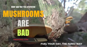 Identifying Spoiled Oyster Mushrooms: Signs of Bad Quality and Freshness