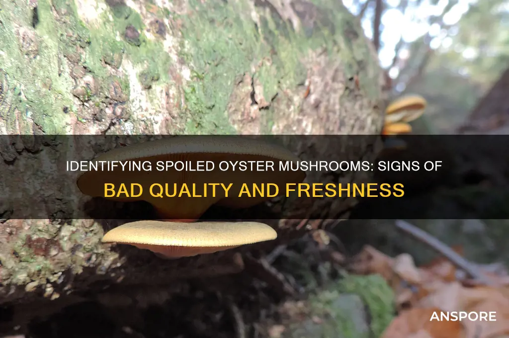 how can you tell if oyster mushrooms are bad