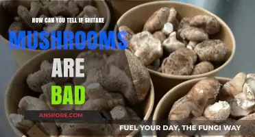 Identifying Spoiled Shiitake Mushrooms: Signs of Bad Quality and Freshness