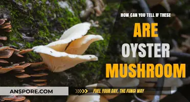 Identifying Oyster Mushrooms: Key Features and Tips for Accurate Recognition