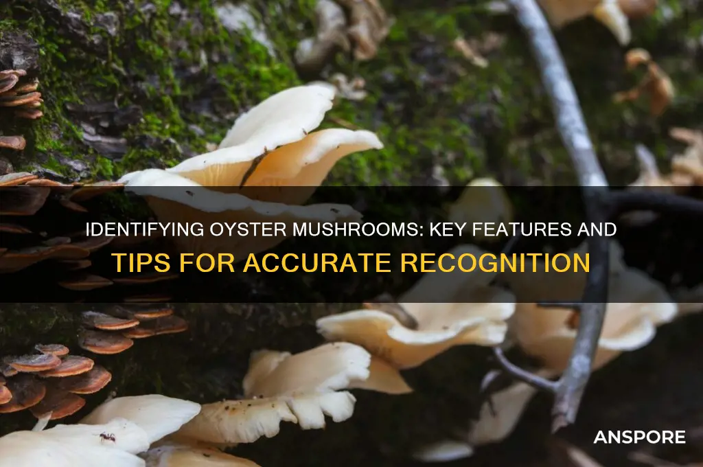 how can you tell if these are oyster mushrooms