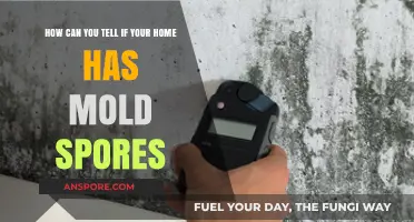 Detecting Mold Spores: Signs Your Home Might Be Affected