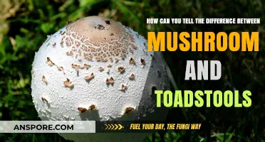 Mushrooms vs. Toadstools: Key Differences and How to Identify Them