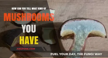 Identifying Mushrooms: A Beginner's Guide to Recognizing Your Fungal Finds