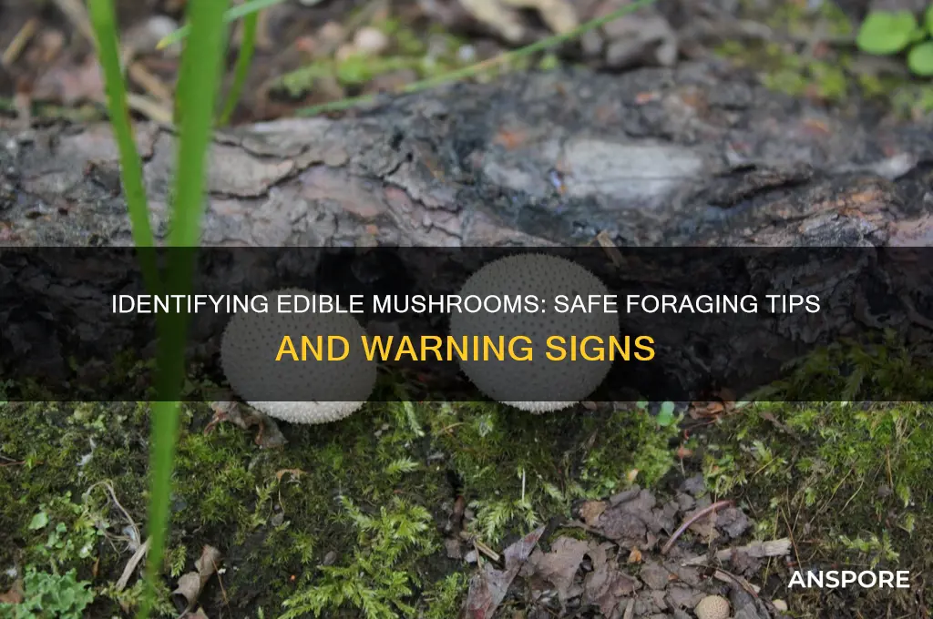 how can you tell what mushrooms are safe to eat