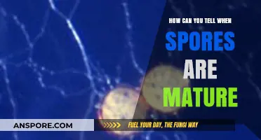 Identifying Mature Spores: Key Signs and Techniques for Accurate Detection